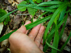 Carex laxiflora