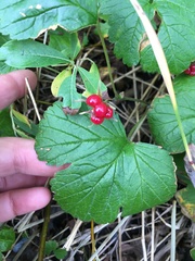 Rubus chamaemorus