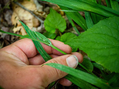 Carex laxiflora