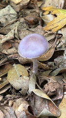 Cortinarius iodes