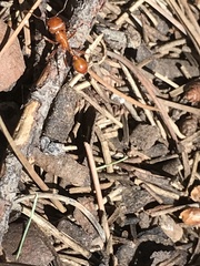 Pogonomyrmex californicus