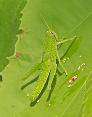 Schistocerca