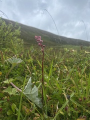 Pyrola asarifolia