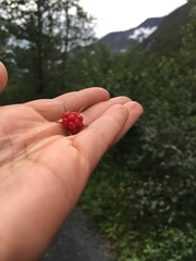 Rubus chamaemorus
