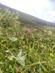 Pyrola asarifolia