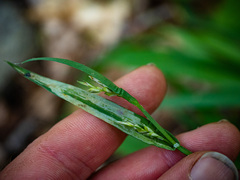 Carex laxiflora