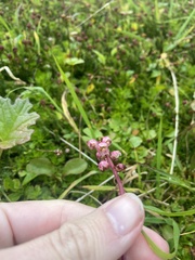 Pyrola asarifolia