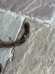 Vipera berus