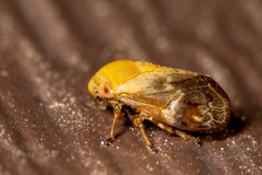 Clastoptera obtusa
