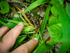 Carex laxiflora