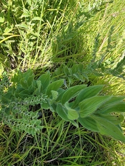 Lithospermum parviflorum