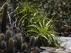 Encholirium spectabile