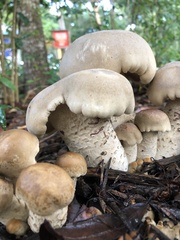 Macrocybe titans