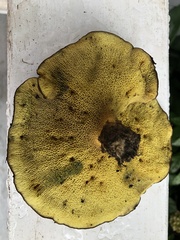 Boletinellus merulioides