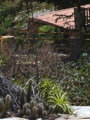 Encholirium spectabile