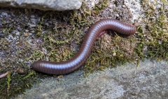 Narceus americanus