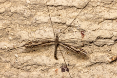 Tipula furca