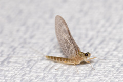 Callibaetis