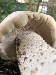 Macrocybe titans