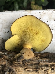 Boletinellus merulioides