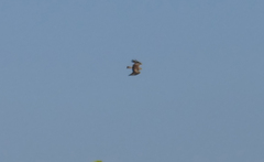 Circaetus gallicus