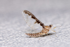 Callibaetis pictus
