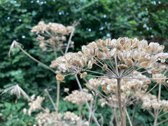 Apiaceae