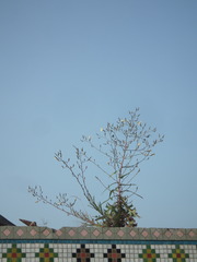 Lactuca indica
