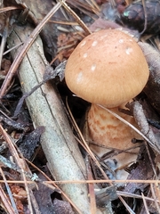Cortinarius armillatus