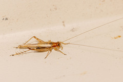 Anaxipha exigua