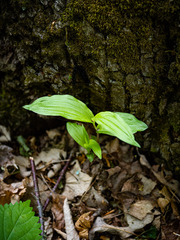 Epipactis helleborine