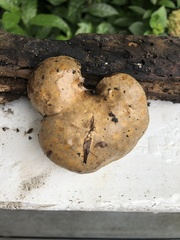 Boletinellus merulioides