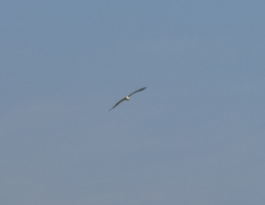 Circaetus gallicus