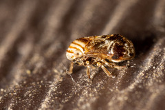 Clastoptera obtusa