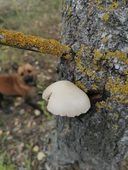 Volvariella bombycina