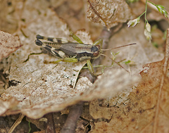 Melanoplus viridipes