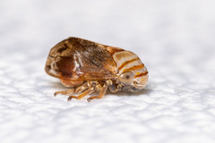 Clastoptera obtusa