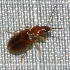 Harpalinae