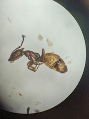 Forelius pruinosus