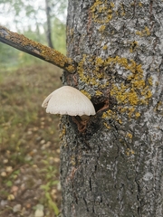 Volvariella bombycina