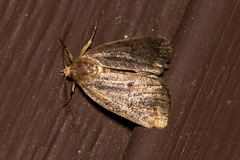 Amphipyra glabella
