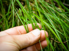 Carex radiata