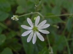 Stellaria nemorum