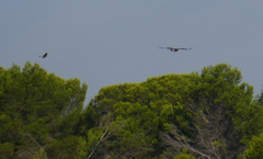 Circaetus gallicus