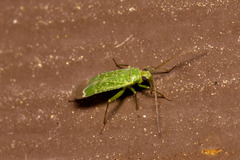 Orthotylus