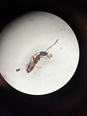 Forelius pruinosus