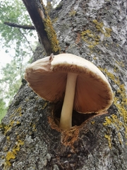 Volvariella bombycina