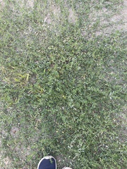 Amaranthus blitoides