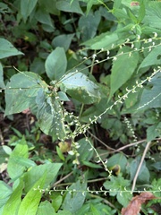 Persicaria virginiana