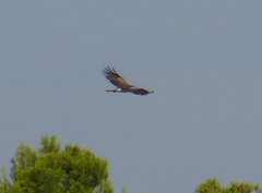 Circaetus gallicus